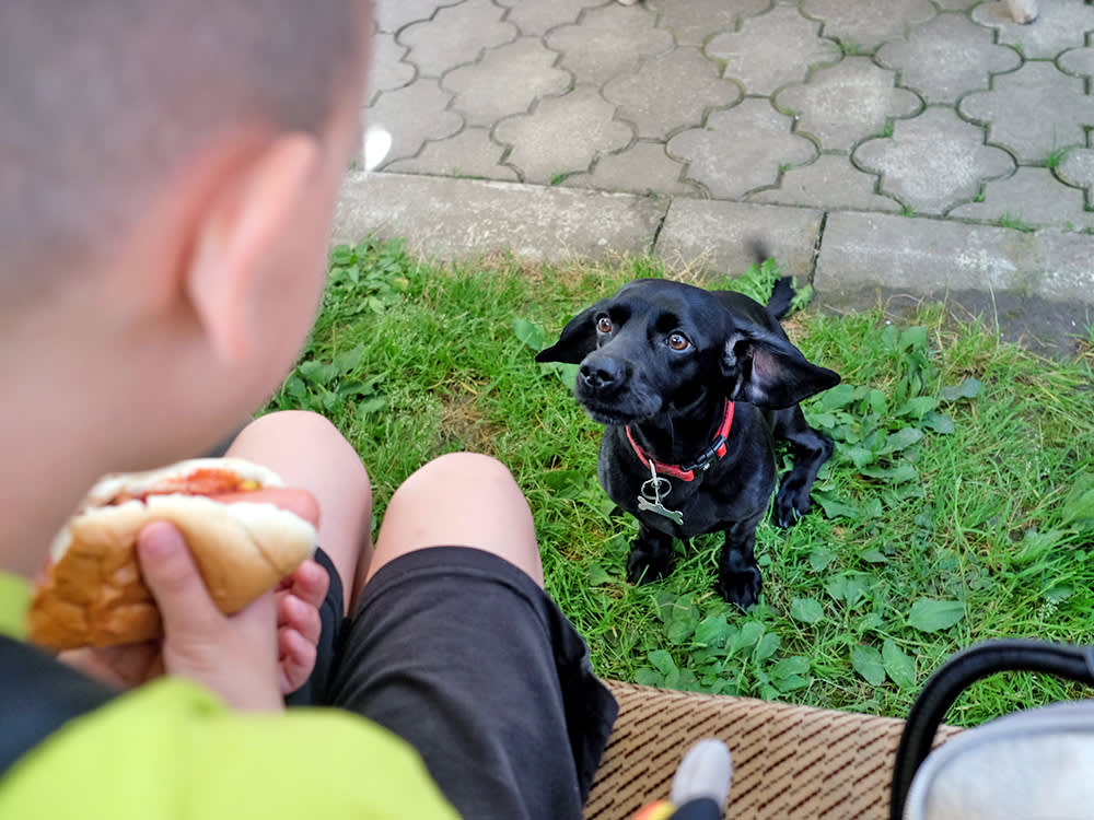 Cute black dog watching boy eating hot dog outside.