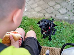 Cute black dog watching boy eating hot dog outside.