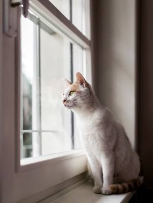 White Cat And His Reflection On Window While He Stares At The Outside.
