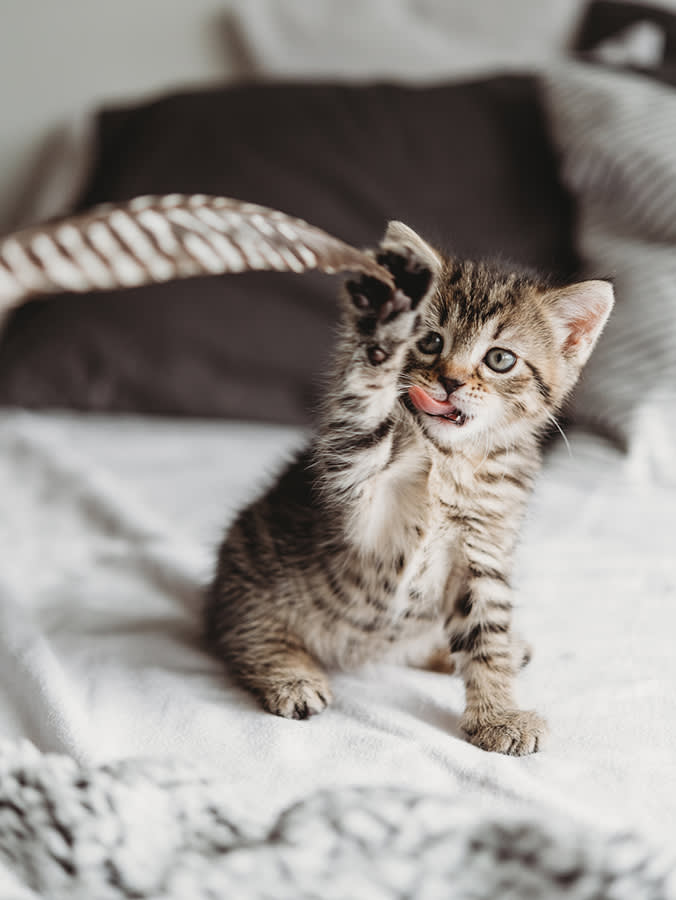Small striped kitten raising one paw to play with a feather while sitting on a bed