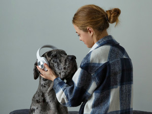 Young woman in checkered shirt putting modern wireless headphones on loyal Great Dane dog against gray wall at home.