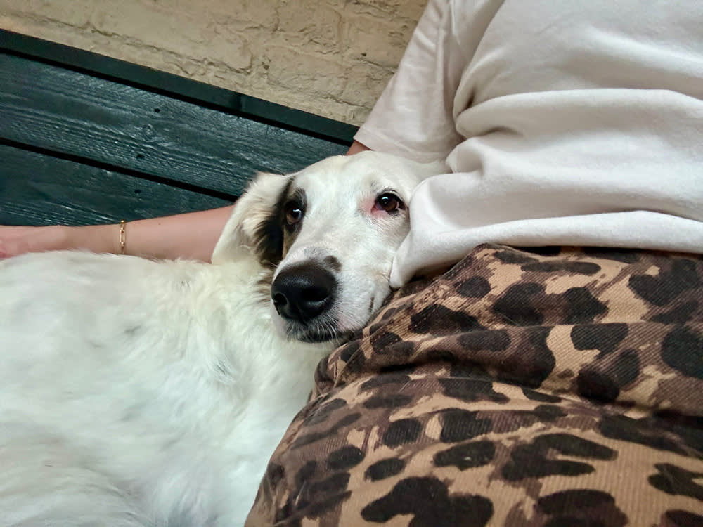Dog cuddling