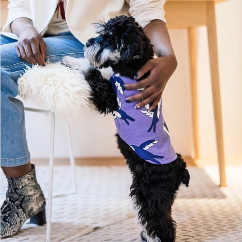 schnauzer in purple sweater