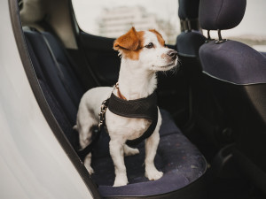 OWOW California's Car Seat Bag Allows Your Pup to Travel in Style