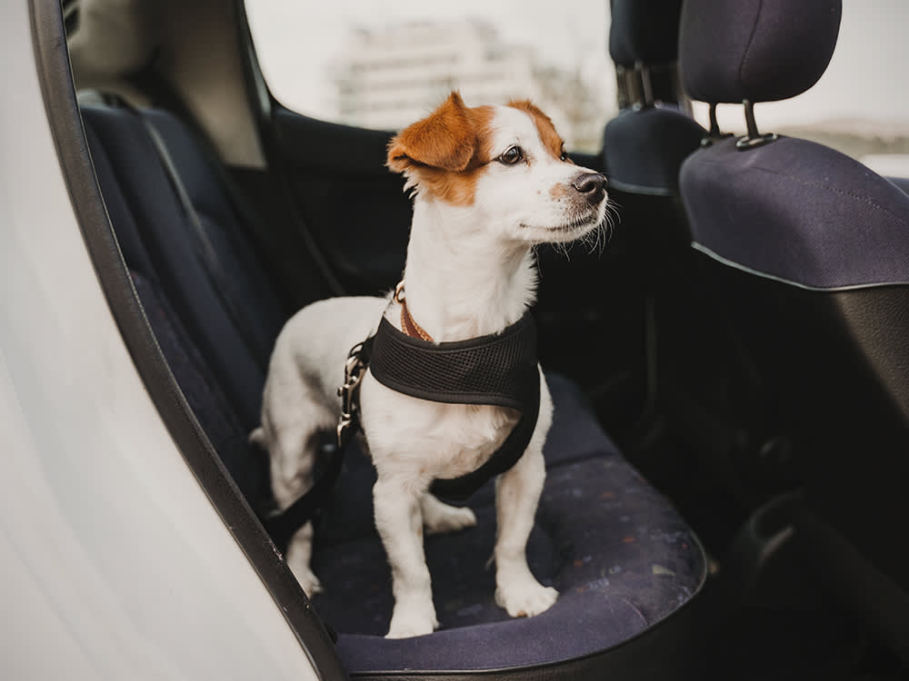 Pet Travel Essentials: Never Leave Home Without Them