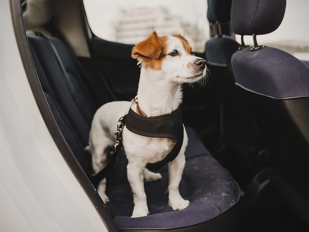 Jack Russell dog in backseat of s car wearing a safety harness and seat belt