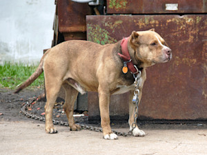 Pit Bull dog chained up outside.