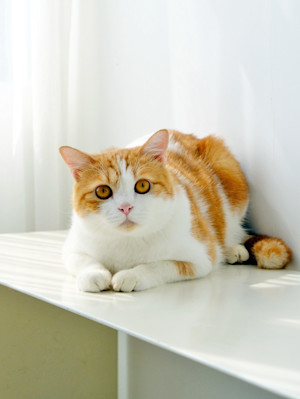 ginger and white cat