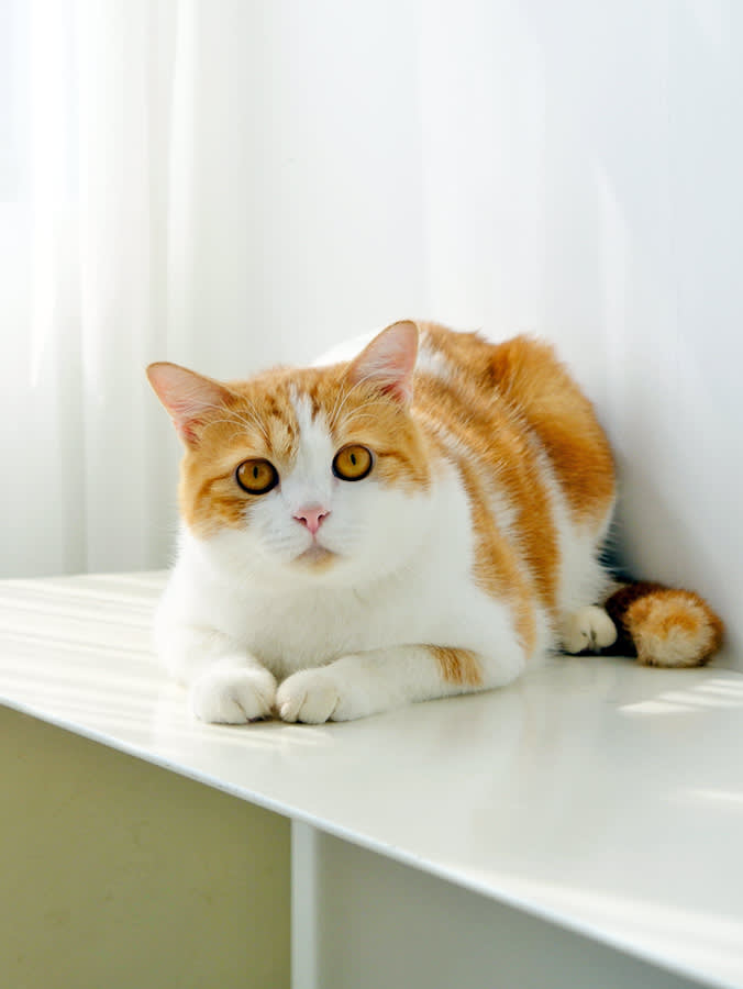 ginger and white cat