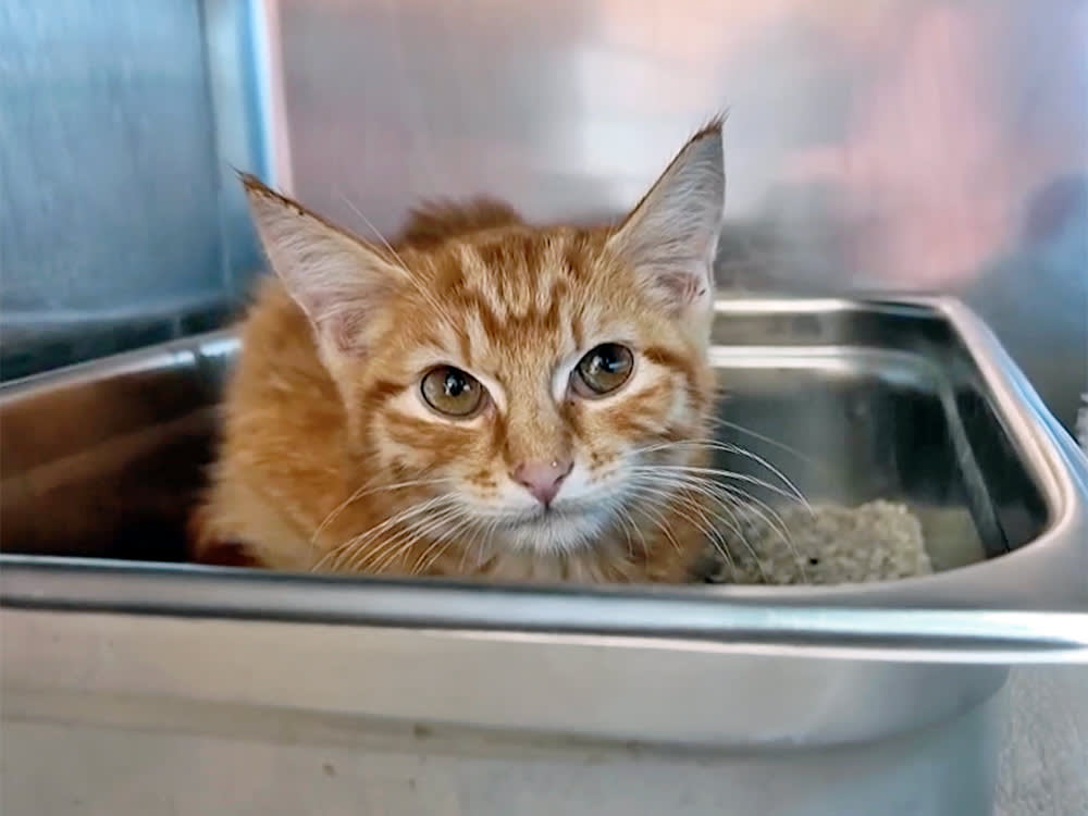 Orange cat in shelter