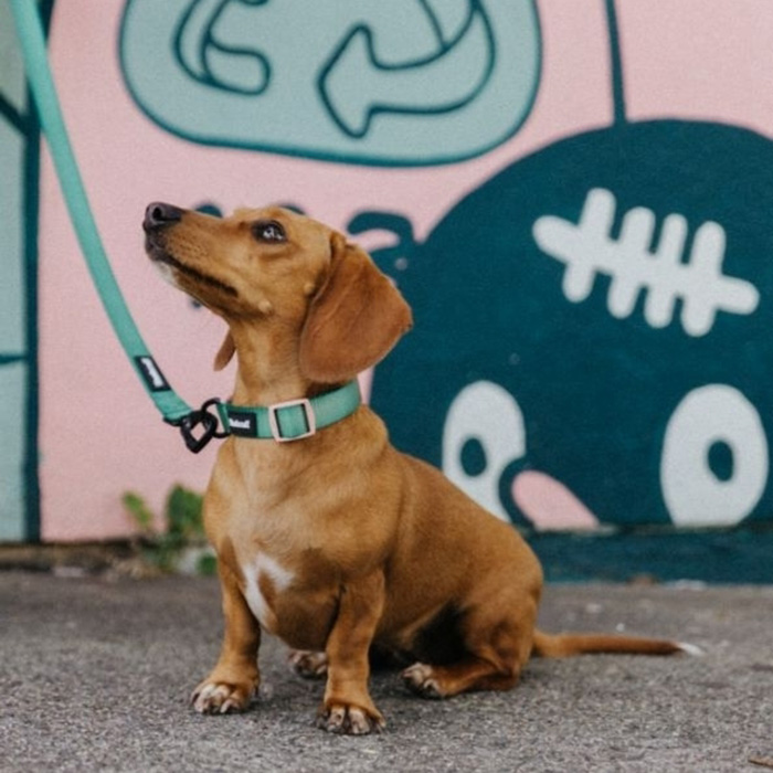 the green collar on a dog