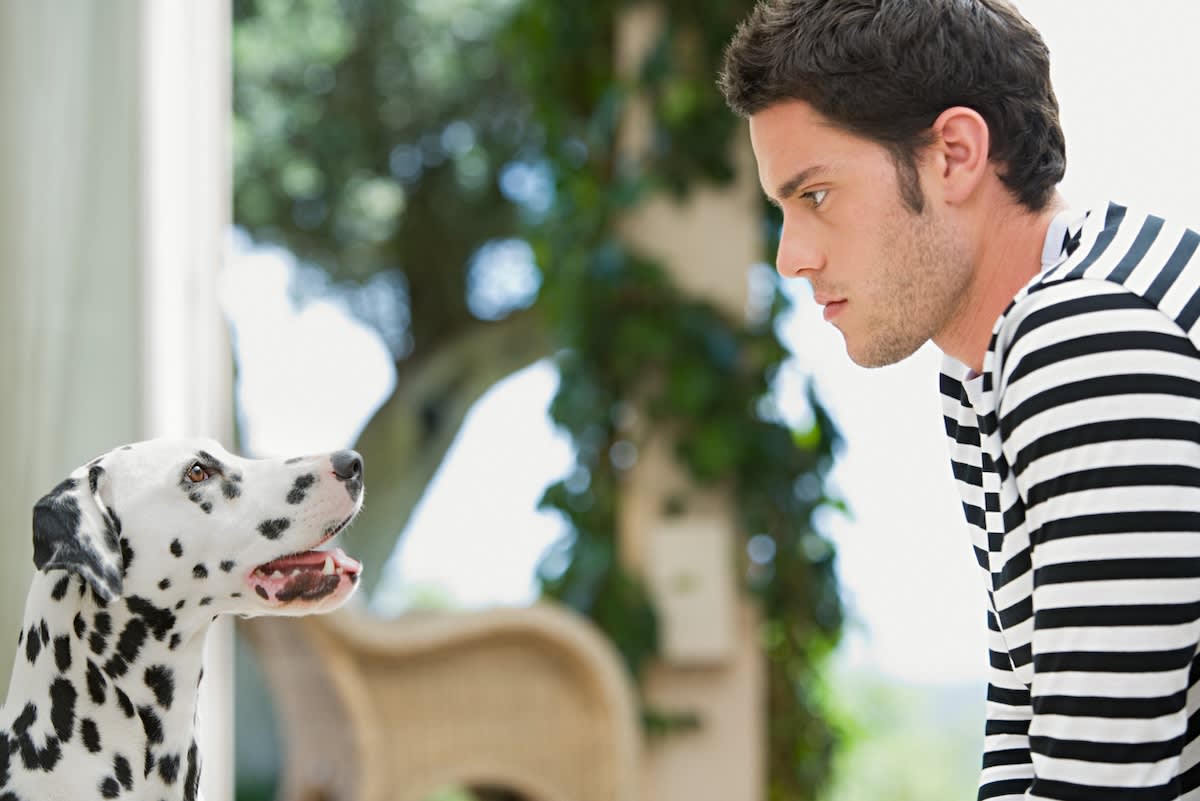 dalmation looks at angry handsome man in a stripey top