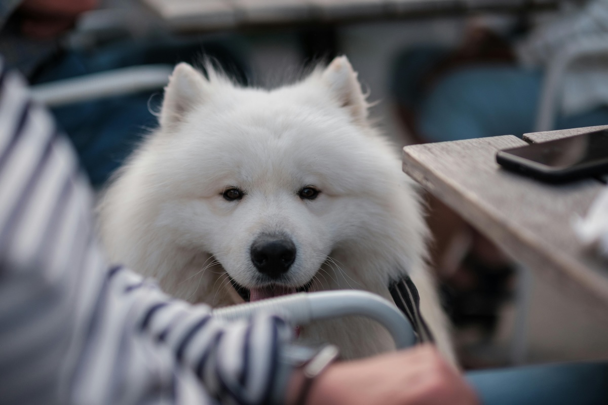 a pitcture of a samoyed dog next to a tabmle
