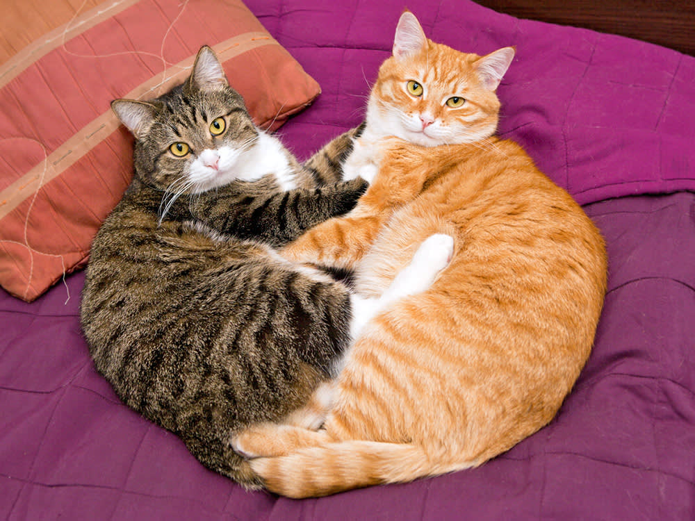 one male cat and one female at snuggle