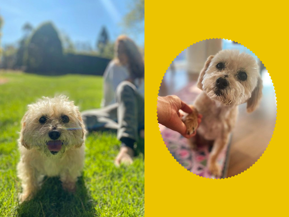 jess king and chicken, chicken at the park