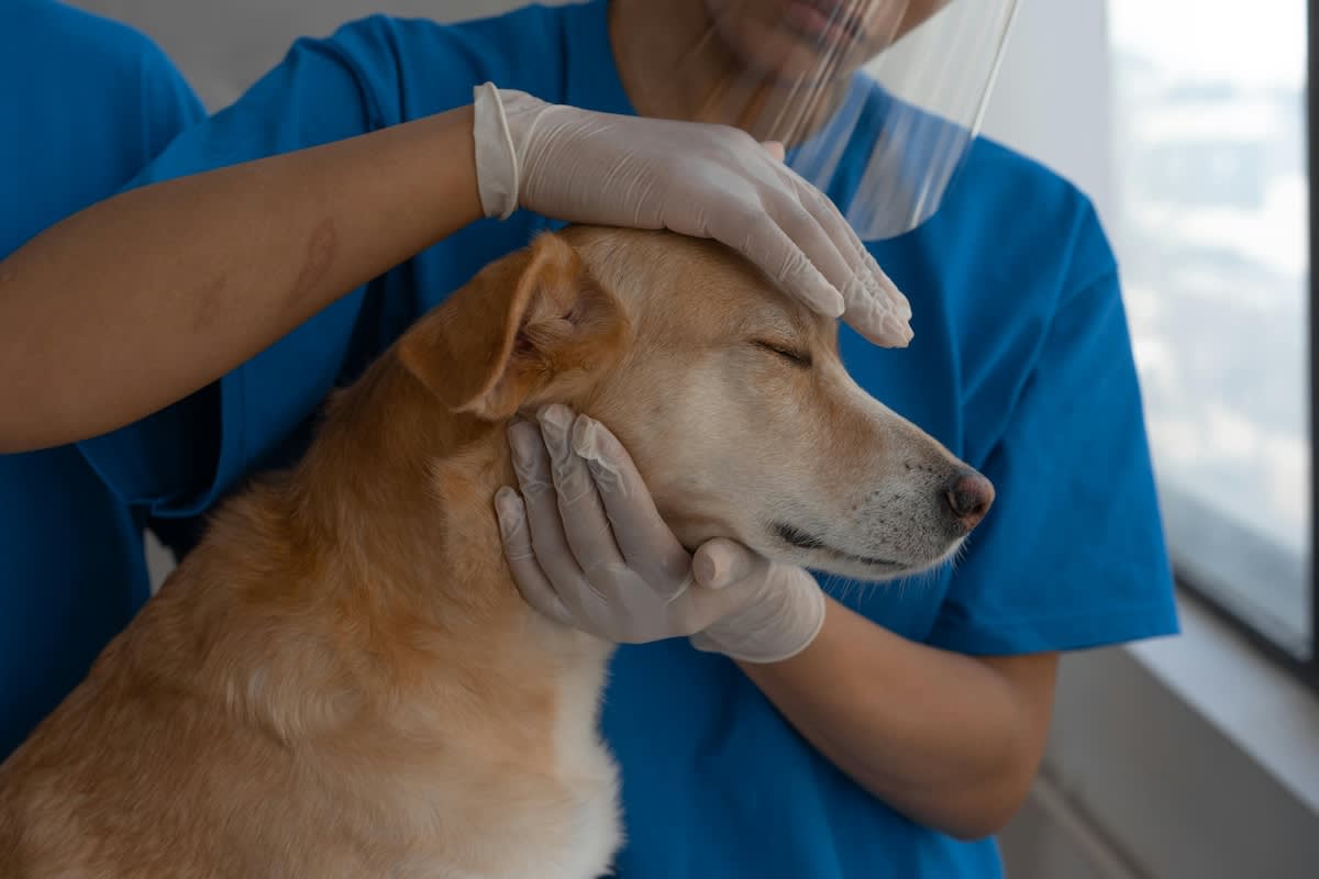 a vet in face mask and gloves holds a dog's head gently
