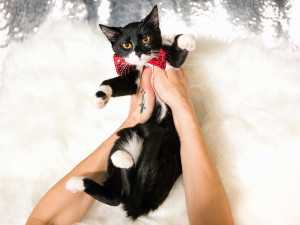 cat in red bow tie being held up by hand