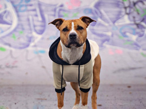 Pitbull Boxer mixed breed dog wearing a Sparkpaws hoodie against a graffiti background