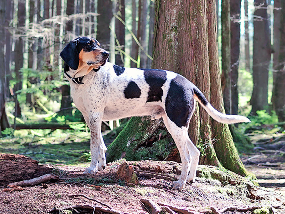 A large dog with white fur and black spots looks over their shoulder in the woods.