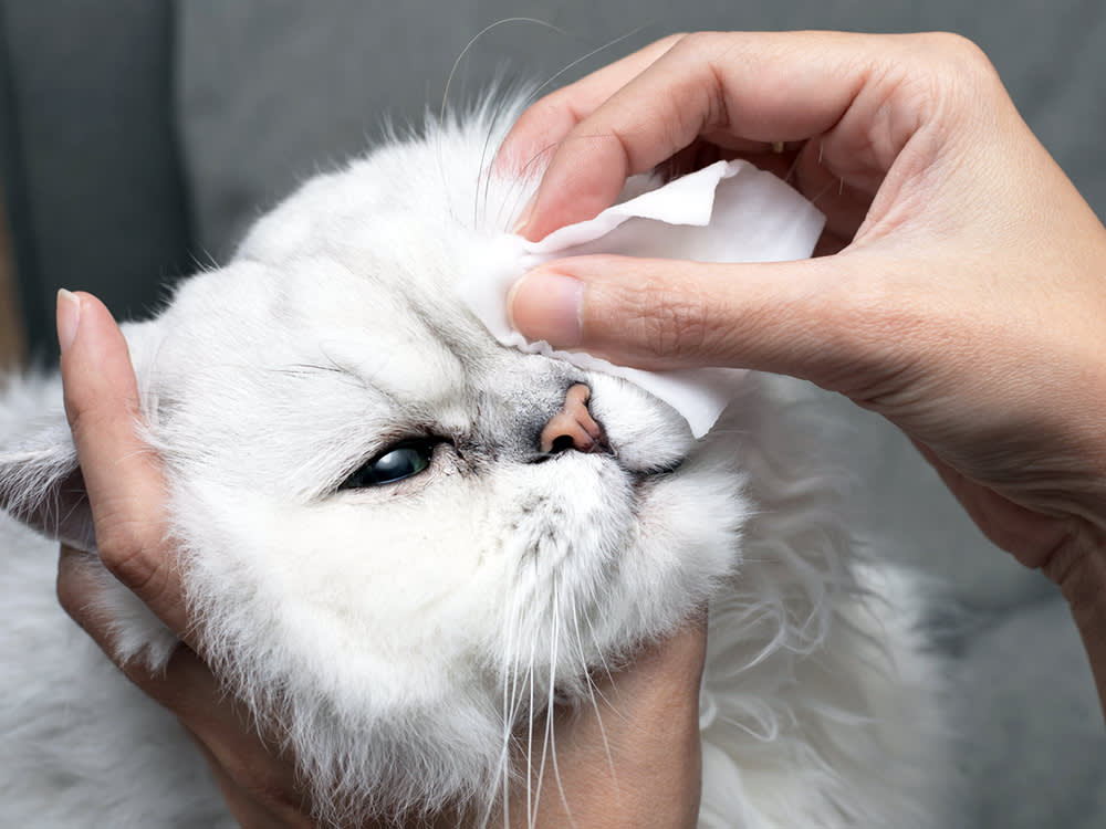 Cleaning Persian Cat's eyes with cotton pad.