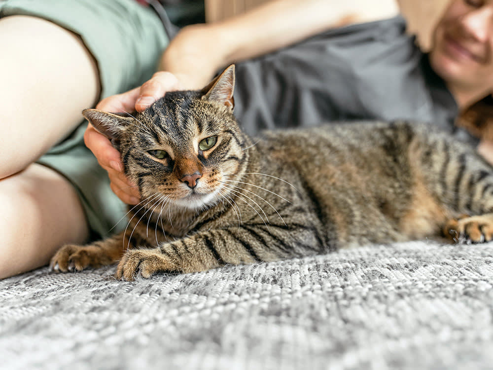 Woman petting cat at home.