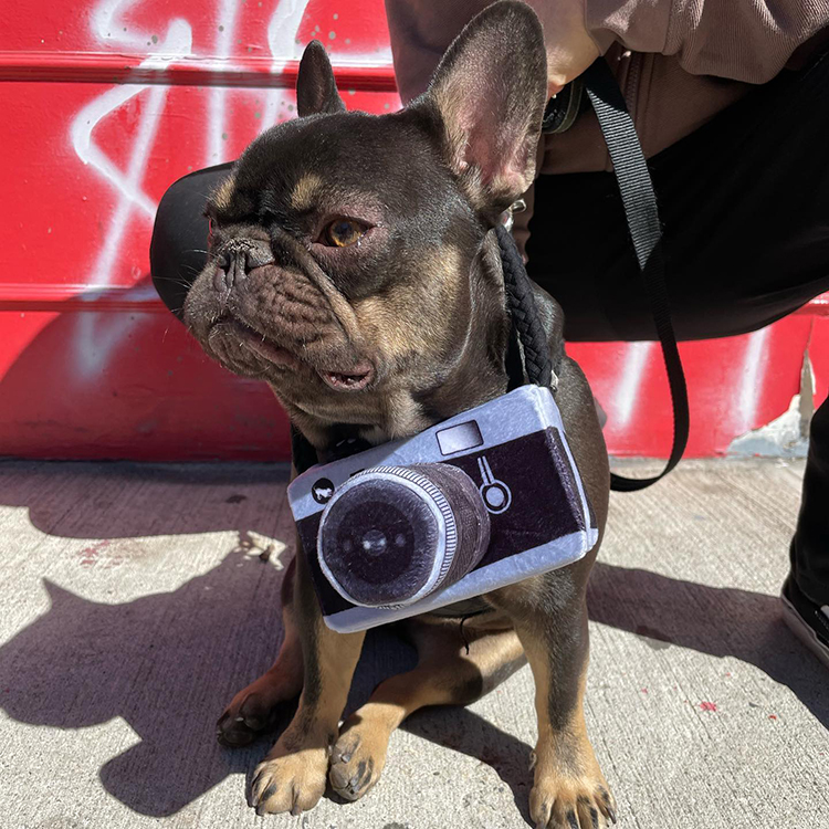 dog with a camera at Zoomies