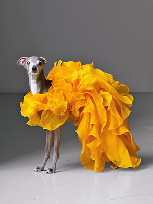 Tika the Italian Greyhound.