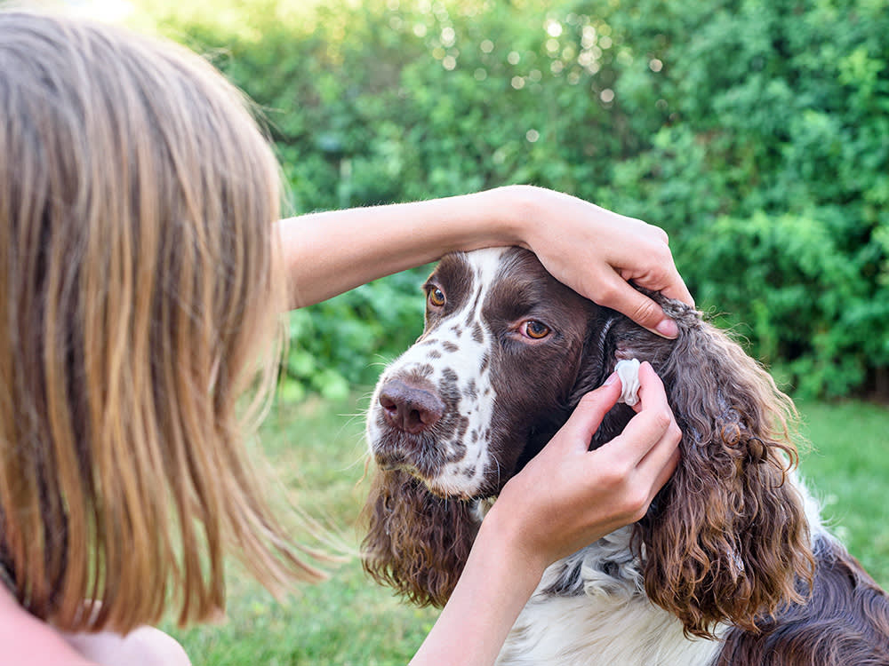 Woman cleaning her dog's ears outside.