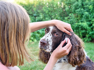 Woman cleaning her dog's ears outside.
