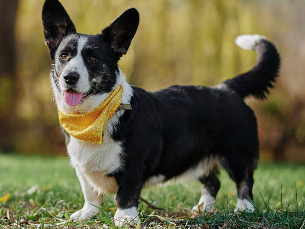 A black-and-white dog standing on grass and wearing a yellow bandana sticks their tongue out at the camera.