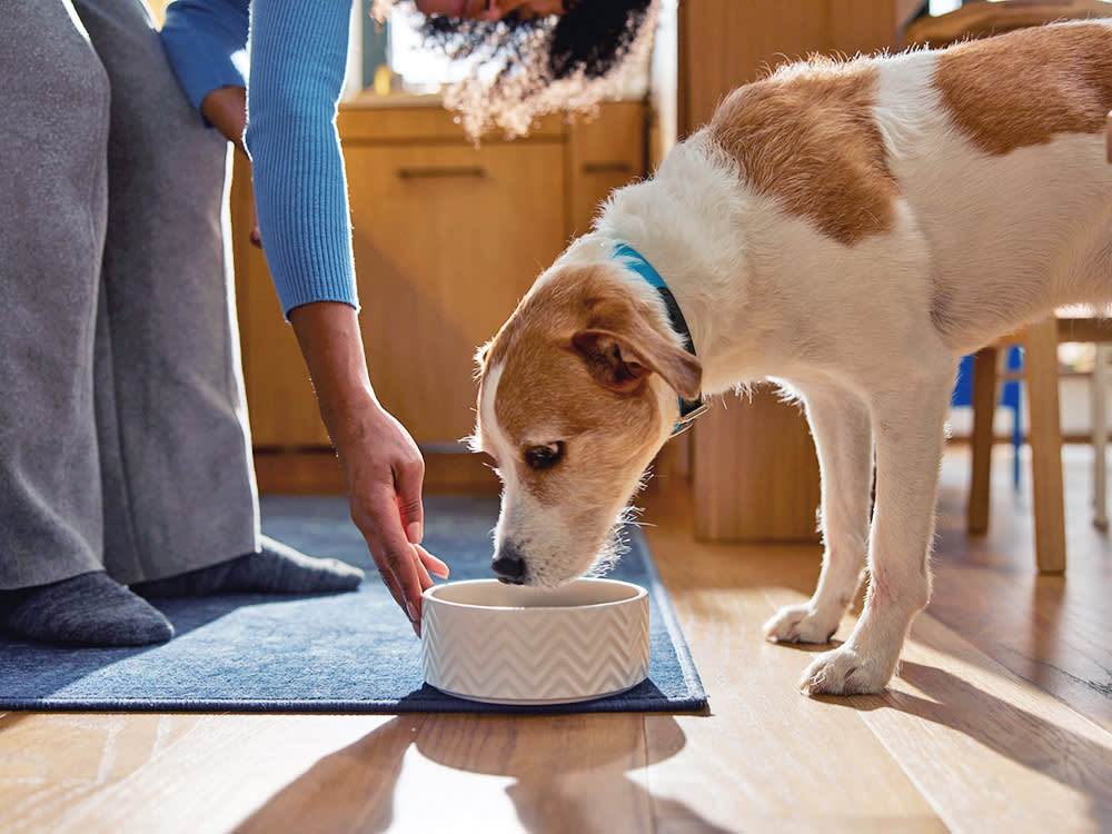 Woman feeding her dog in a bowl at home.