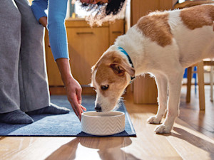 Woman feeding her dog in a bowl at home.