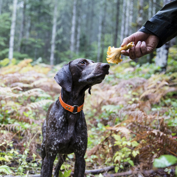 A dog sniffing a mushroom out of a hand. 