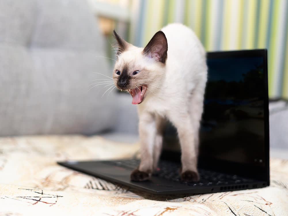 An angry and hissing Siamese kitten standing on top of a laptop computer in the living room