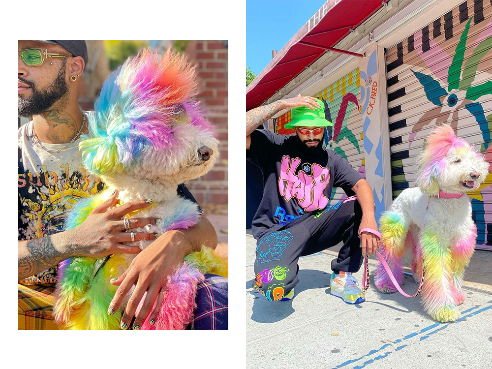Josh & Snow. Snow, a large white dog, has rainbow-dyed fur