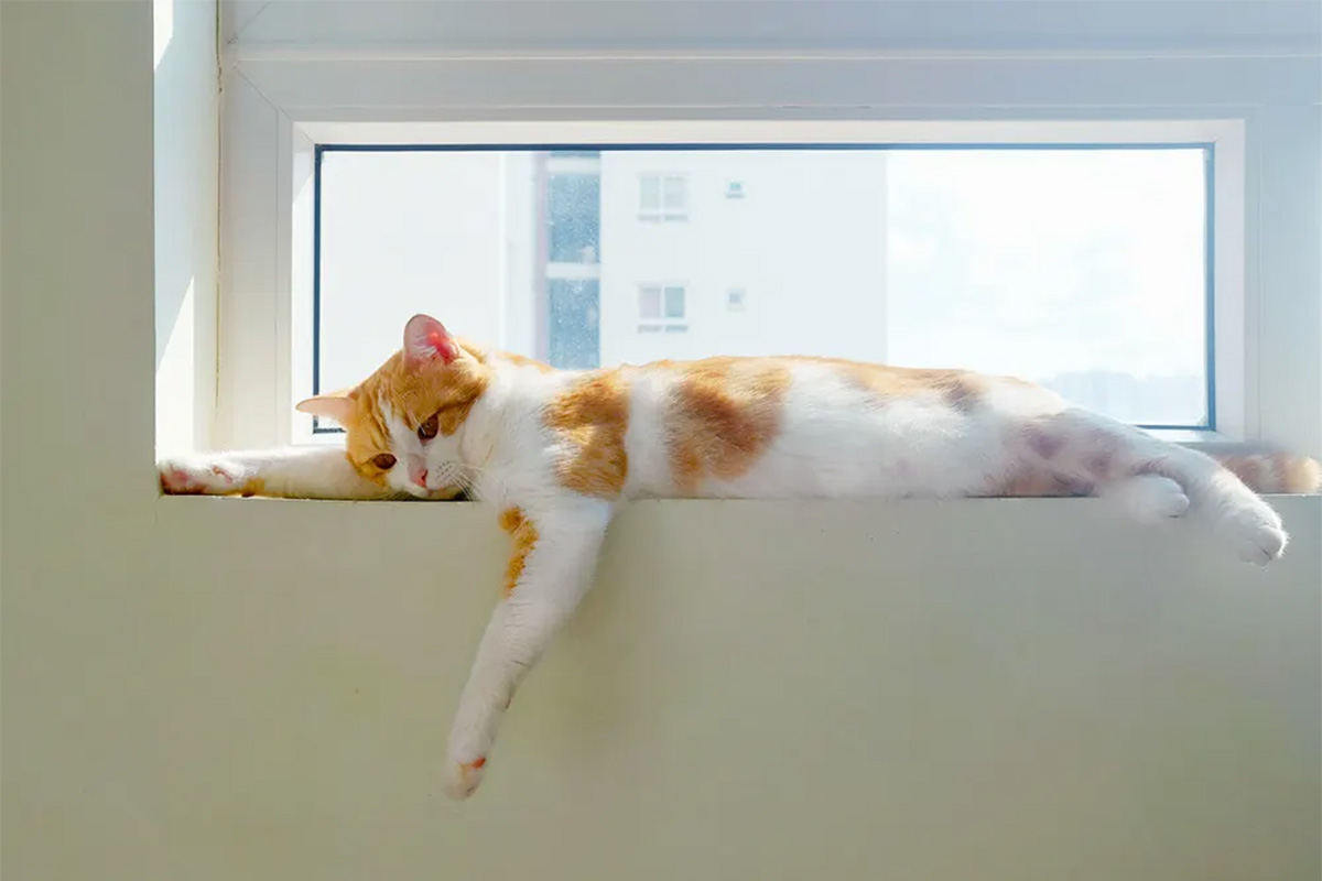Cat on a windowsill