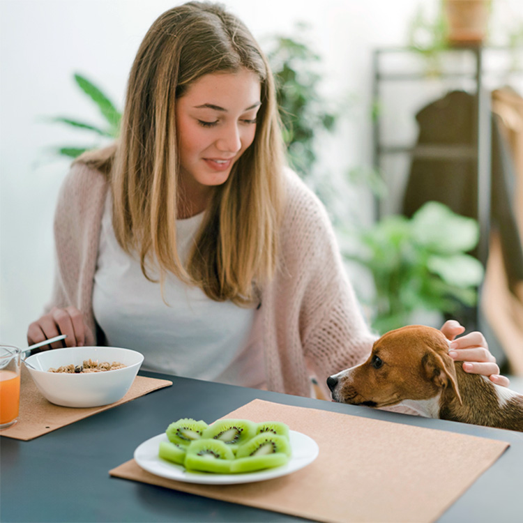 Smiling woman caressing adorable Jack Russell Terrier while sitting at table and having morning meal.