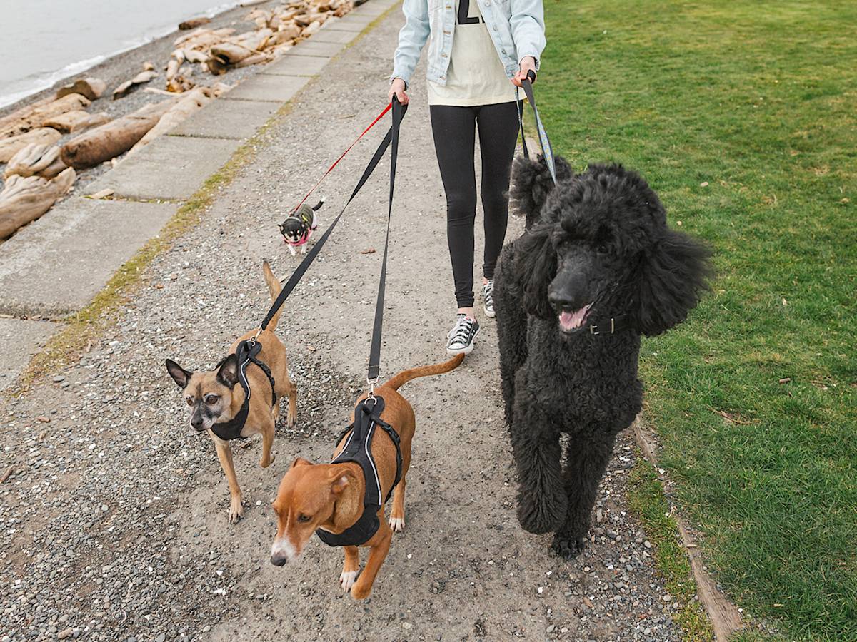 dog walker walking 4 dogs by the beach