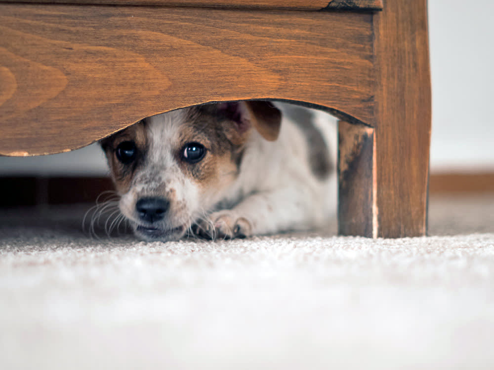 Dog hiding under bed