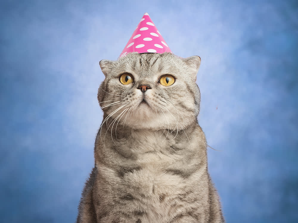 Cat wearing a party hat against a blue backdrop
