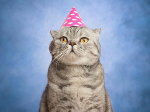 Cat wearing a party hat against a blue backdrop