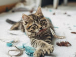 A kitten playing with feathers 