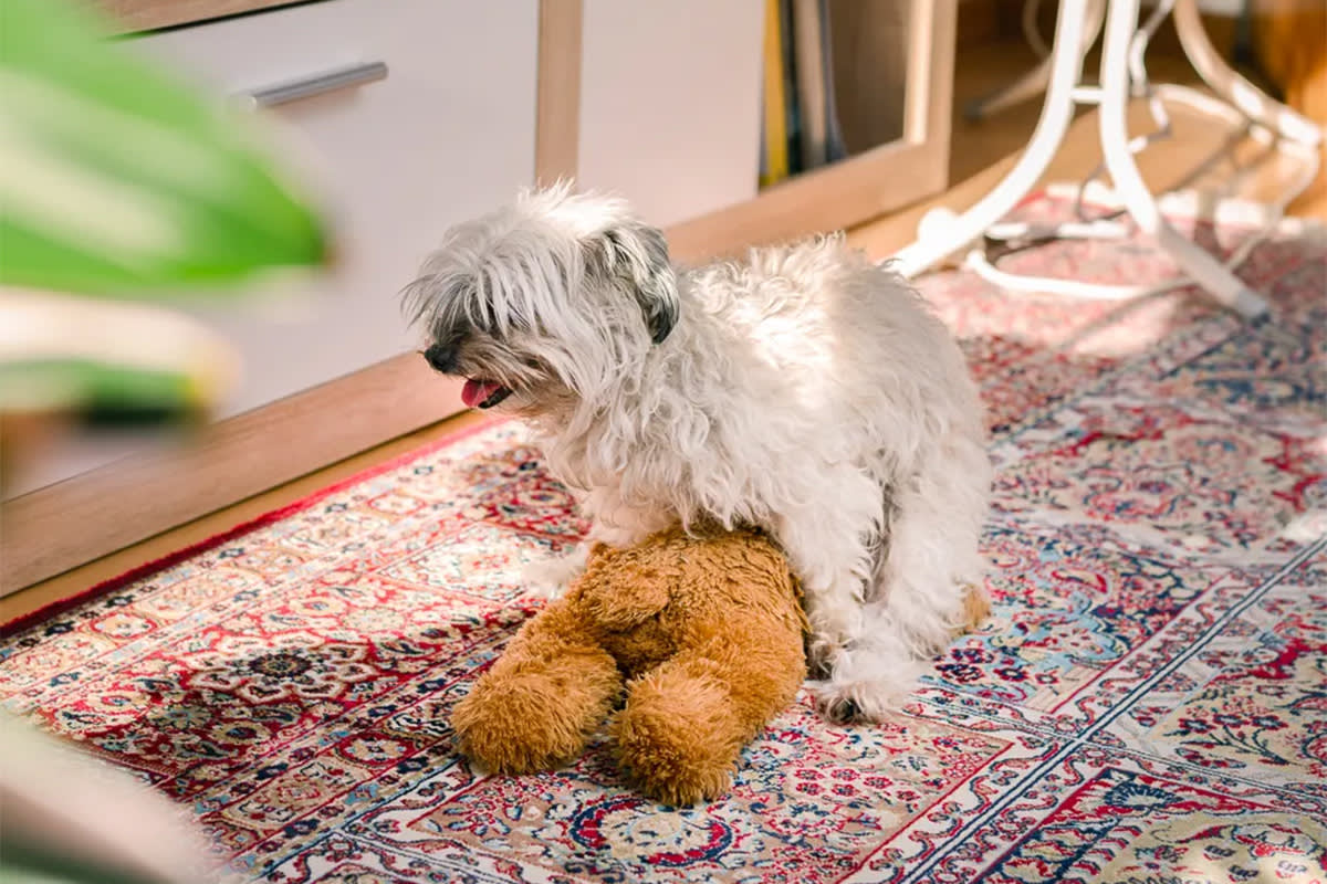Dog humping a toy