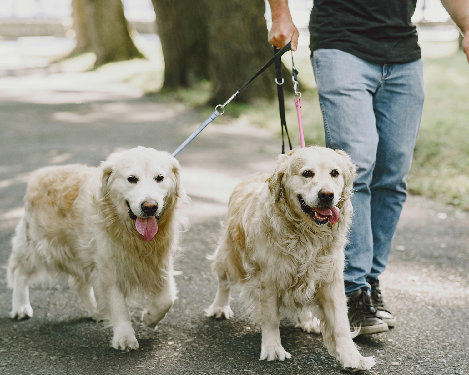 Golden Retrievers on a Leash