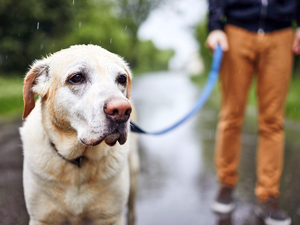 Sad Labrador dog outside in the rain.