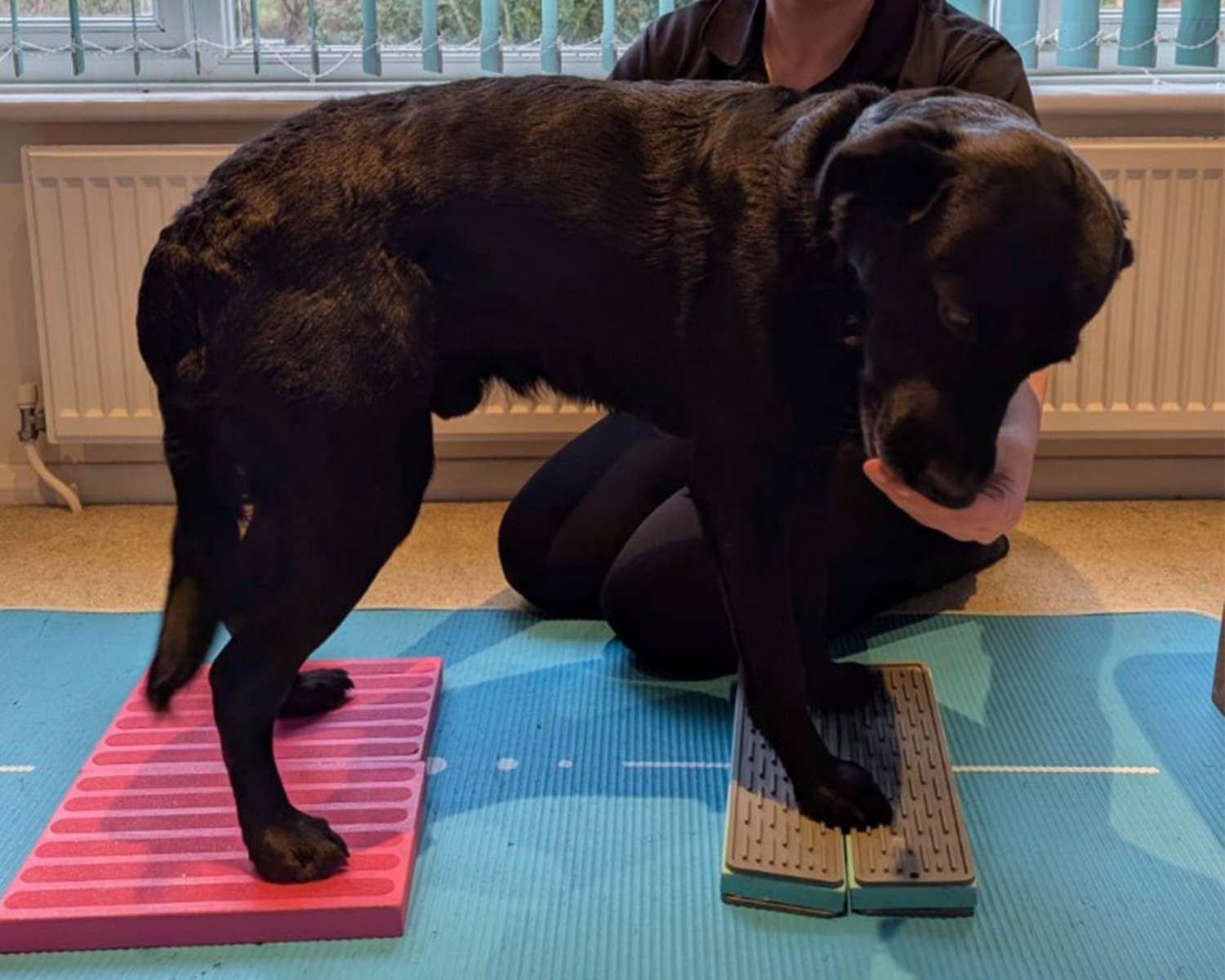 baited side abdominal activation dogs