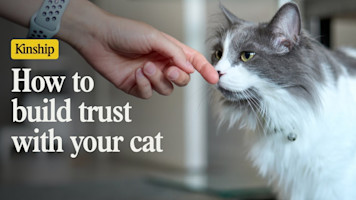 7 Easy Ways To Earn Your Cat's Trust (and Keep It!)