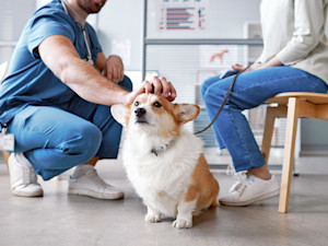 Woman at the vet with her pet Corgi dog.
