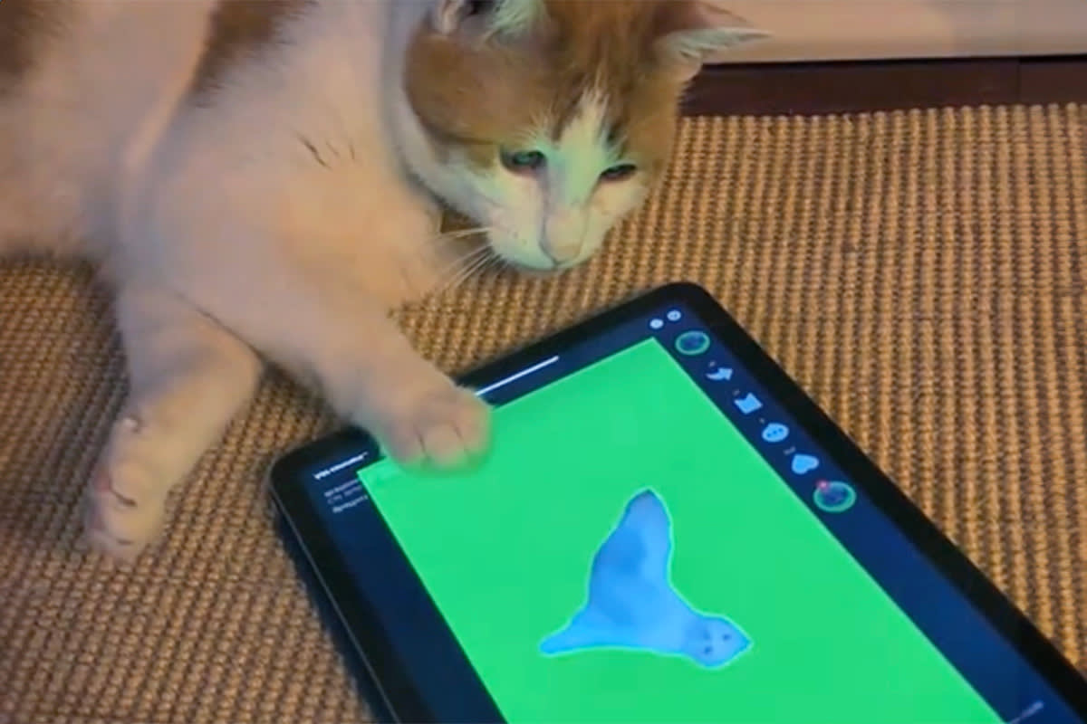 cat watching a cat brain rot video