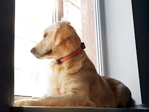 Dog looking out the window